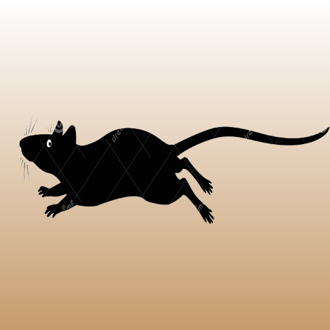Muis