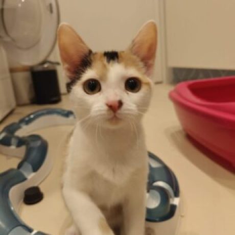 Coco
