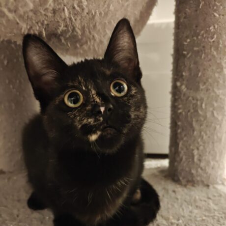 Nala